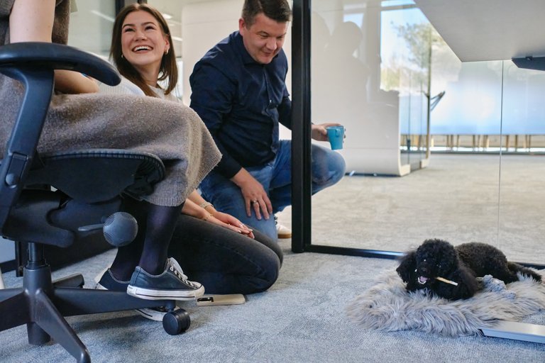 Office dog resting on the floor at Tuxera